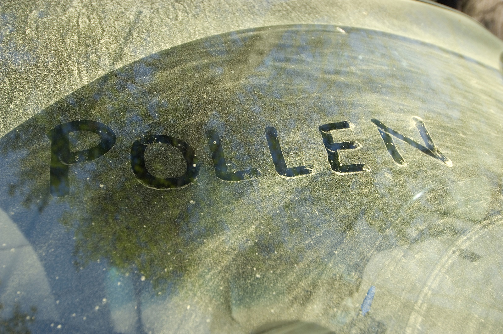 pollen