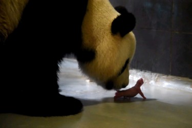 Panda Xin Xin gives birth to twins in Macau Giant panda Xin Xin cares for one of two newborn twin baby pandas at the Giant Panda Pavilion on Coloane, Macau.