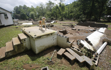 West Virginia floods A dog guards the front steps of it's home