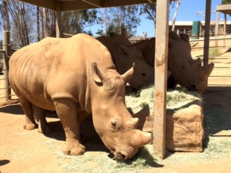 San Diego Zoo burns $1M in rhino items Photo/May Lee CCTV San Diego Zoo burns $1M in rhino items Photo/May Lee CCTV