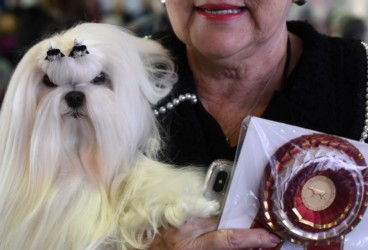 Westminster Dog Show Westminster Dog Show