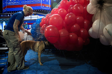 Balloon check bomb sniffing dog inspects balloons