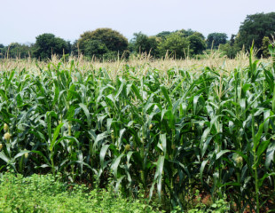 Steps to allow U.S. GMOs in China GMO