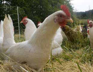 CHICKEN: Chinese exports to U.S. CHICKEN