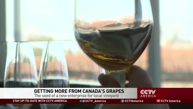 Canadian Grapes Used as Health Supplements