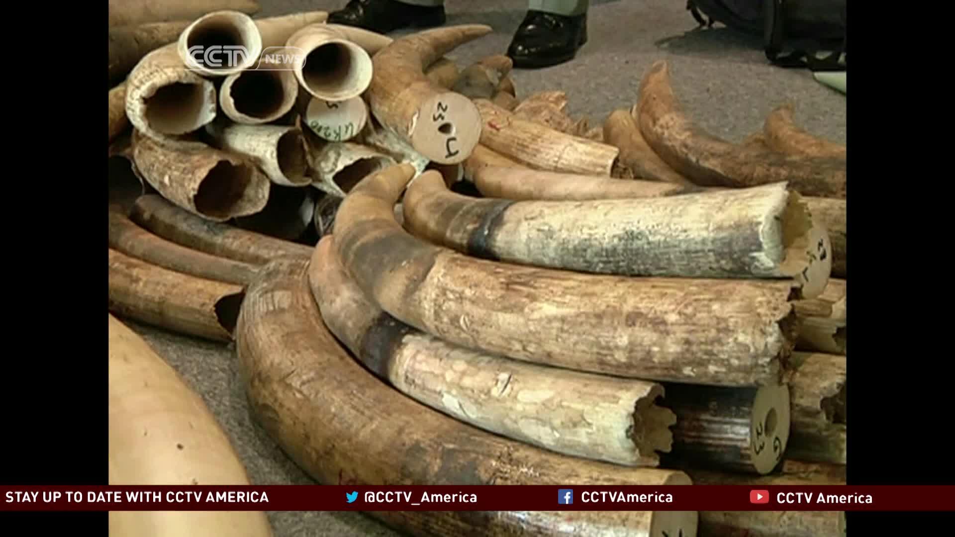 Wildlife protection: China makes efforts to discourage ivory use