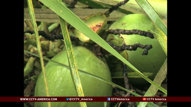 Two millions coconut trees affected by insect infection in Philippines