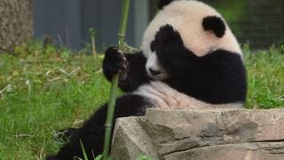 Bao Bao panda cub