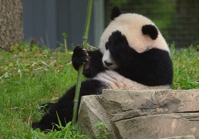 Bao Bao panda cub