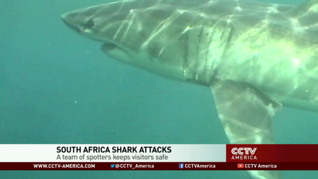 Shark spotters in South Africa keep surfers safe