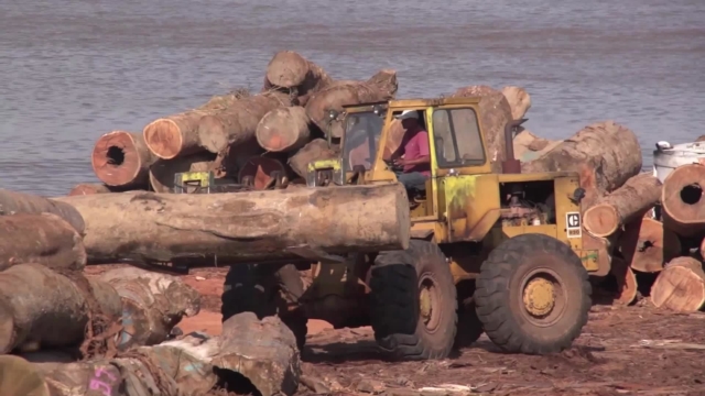 Americas Now examines how logging hurts the Amazon rainforest