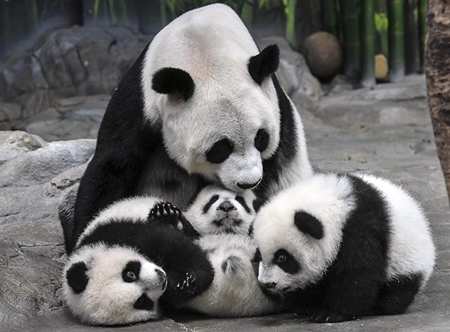 Scientists have deciphered 13 different panda phrases. (This is way ‘coo-coo’)