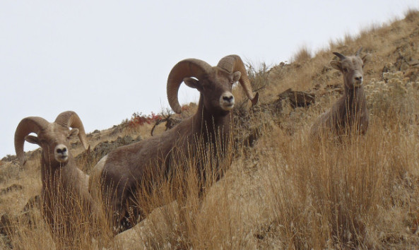 Bighorn rams on BLM lands near Connor Creek, a tributary of the Snake River, in the Baker Resource Area of Vale District.Photo by Kevin Hoskins/BLM Oregon