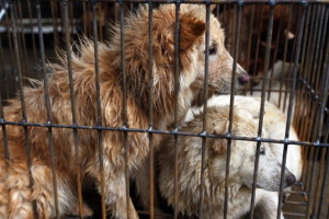 A view of dogs to be slaughtered for meat in Yulin city, Guangxi province June 20, 2014. (AP for Humane Society International)