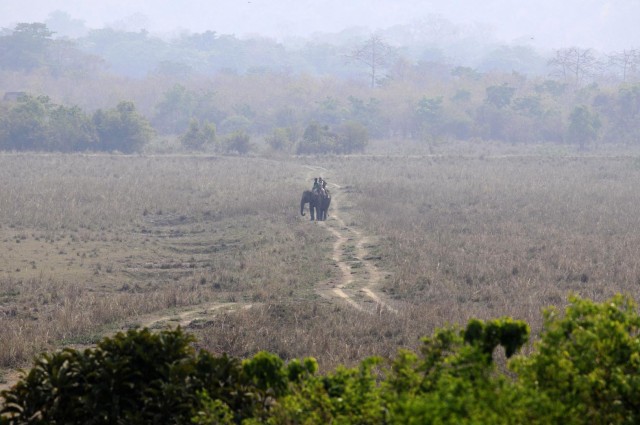 Indian forest officials count rhinos on the first day of a rhino census at Kaziranga National Park in the state of Assam on March 25, 2015. Kaziranga National Park is closed to visitors for two days while a rhino census, which takes place every two years, is carried out. According to previous census carried out in 2013, the population of the Indian rhinoceros in the park stood at 2,329.  (AFP/ Biju Boro)