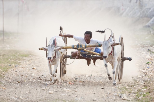 A man pulls the ox's tail as he competes during an ox cart competition near U Bein bridge in Mandalay, the second largest city in Myanmar, on March 22, 2015.  (AFP/ Ye Aung Thu)