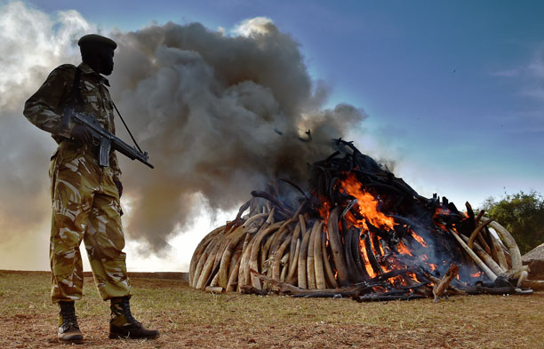 A Kenya Wildlife Services officer stands near a burning pile of 15 tons of elephant ivory seized in Kenya at Nairobi National Park on March 3, 2015. 15 tonnes is the largest amount of contraband ivory burned in Africa to date. An average of 30,000 elephants are poached every year in Africa. AFP/ Carl de Souza