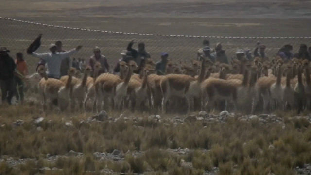 Peru Alpaca wool attracts international buyers