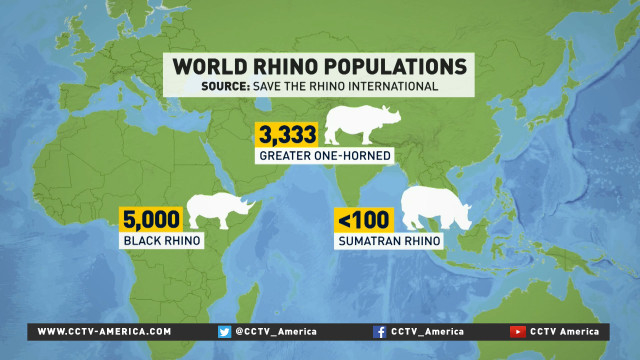 javan rhinoceros population graph