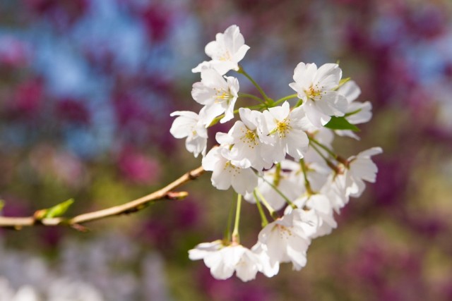 There are over 300,000 Yoshino Cherry Trees in Macon, Georgia. The Cherry Blossom Festival and the Keep Macon-Bibb Beautiful Commission have distributed over 6,500 trees as gifts from the Fickling family. Photo by William Haun