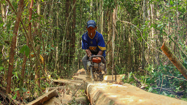 New Satellite Data Reveals World’s Tree Cover Loss 