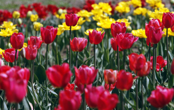 Tulips are in bloom during the season opening of the famous tulip garden in the Siraj Bagh locality in India's Kashmir region. The tulip garden is claimed to be Asia's largest with over 1.2 million tulip bulbs of nearly 60 varieties in bloom, marking the beginning of a new tourism season in the valley.  (AP/ Mukhtar Khan)