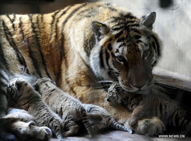 Siberian tiger mom gives birth to 5 cubs