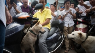Yulin Dog Meat Festival