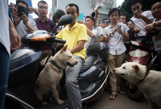 Animal rights groups protest dog meat festival in Yulin | CGTN America