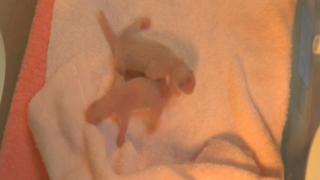 Giant panda gives birth to twin sisters