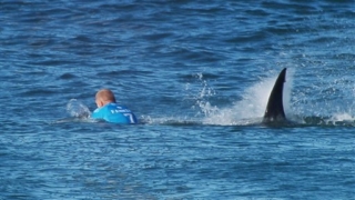 South Africa Surfer Shark Attack
