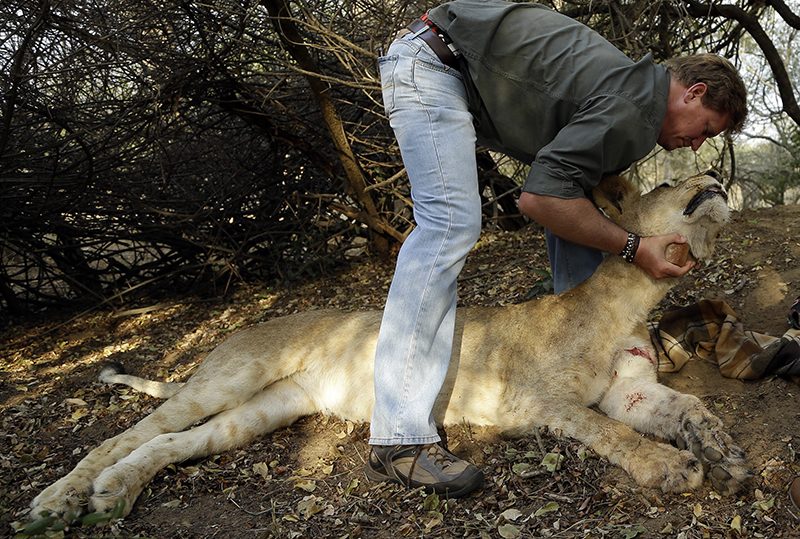 FILE - In this file photo taken Monday, June 29, 2015.  Anton Louw, managing director at another reserve called Zuka, places a tracking collar onto a sedated lion in the dirt as they wait to be evacuated from Phinda Private Game Reserve, South Africa. (AP Photo/Themba Hadebe, File)