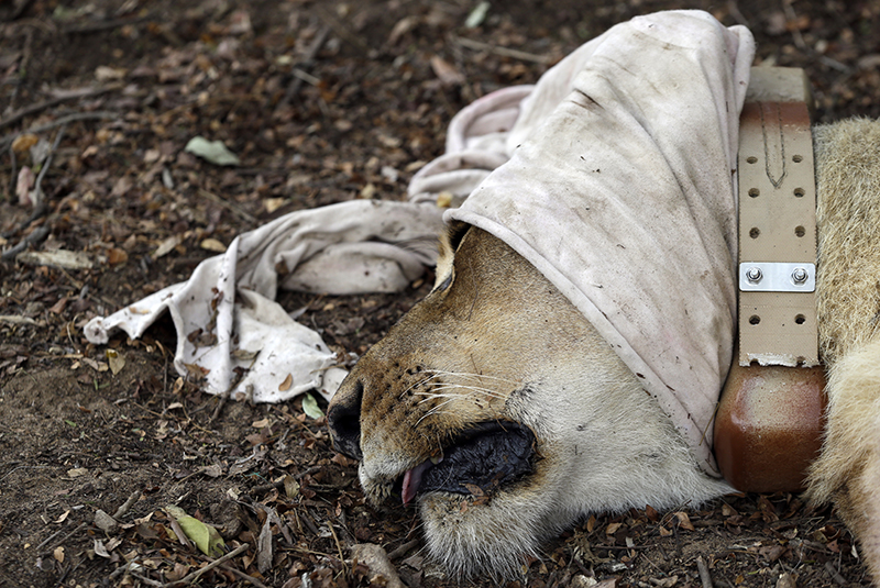 FILE - In this file photo taken Monday, June 29, 2015.  A sedated, blindfolded lion lays in the dirt in Phinda Private Game Reserve, South Africa.  Seven lions that were transported from South Africa to Rwanda have been released into a wildlife park after weeks of quarantine. (AP Photo/Themba Hadebe, File)