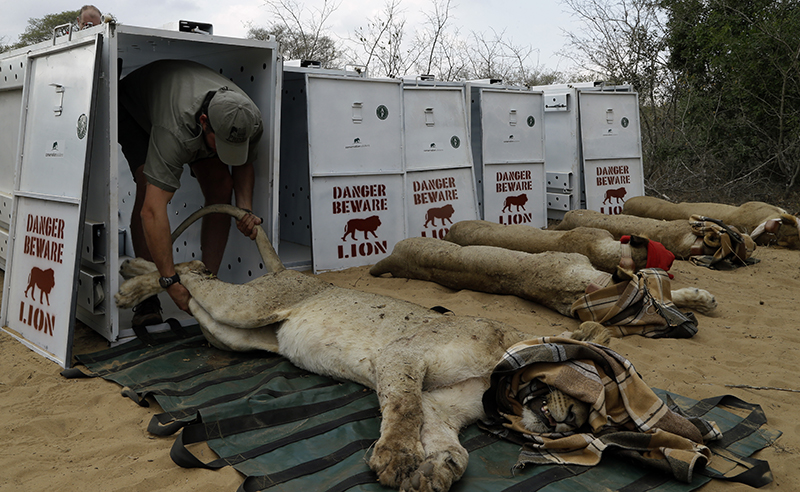 FILE -  In this file photo taken Monday, June 29, 2015. Simon Naylor, Phinda reserve manager, pulls a sedated lion into a travel container in Phinda Private Game Reserve, South Africa, Monday, June 29, 2015. (AP Photo/Themba Hadebe, File)