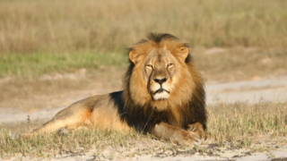 Zimbabwe Lion Killed