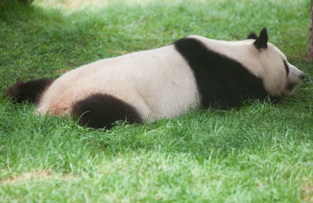 Pandas produce low levels of thyroid hormones, which regulate metabolism.