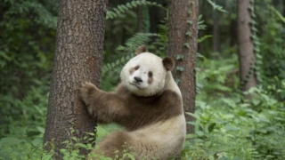 Rare brown and white panda species found in China