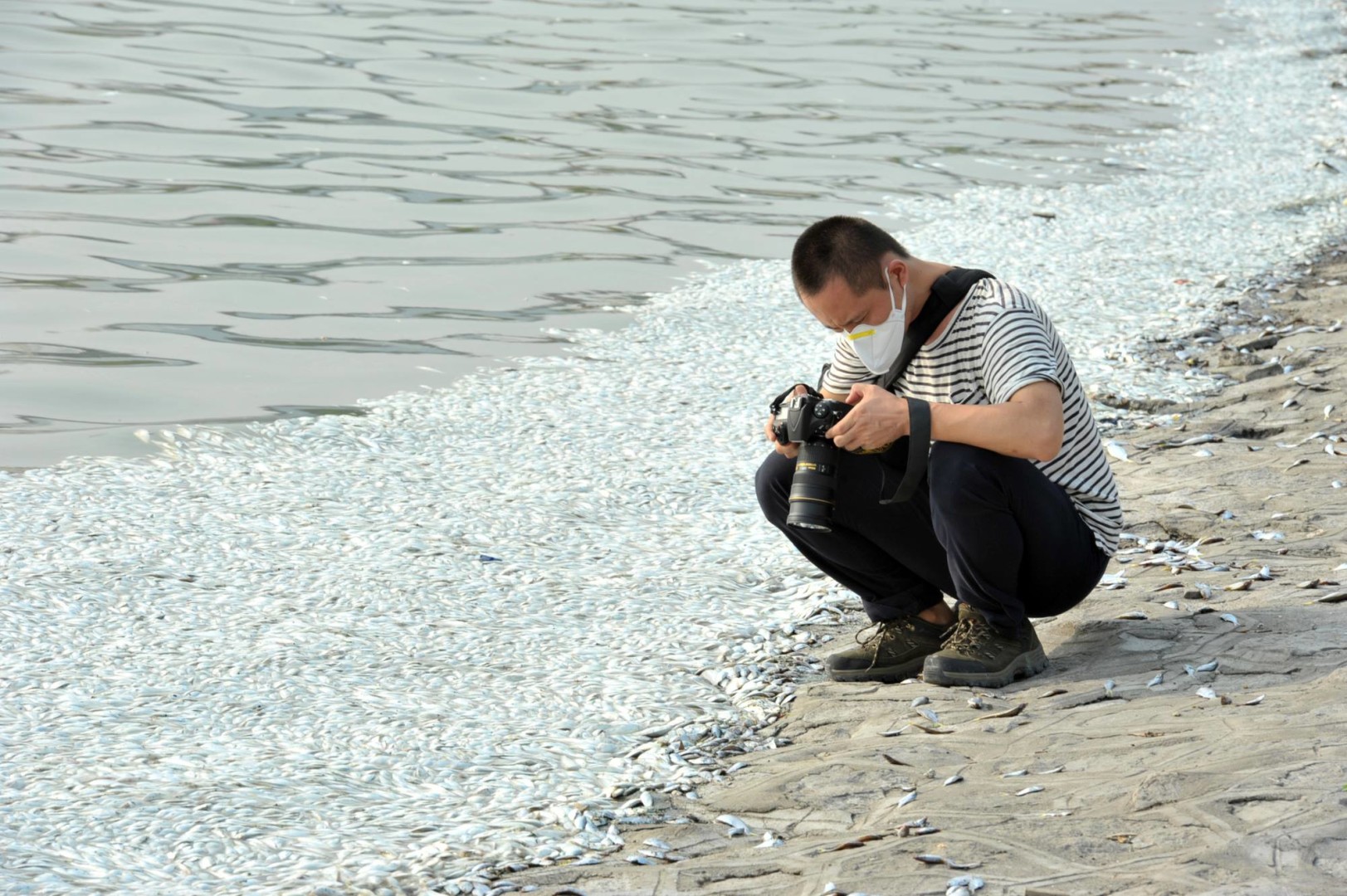 A massive number of fish washed ashore in Tianjin. 