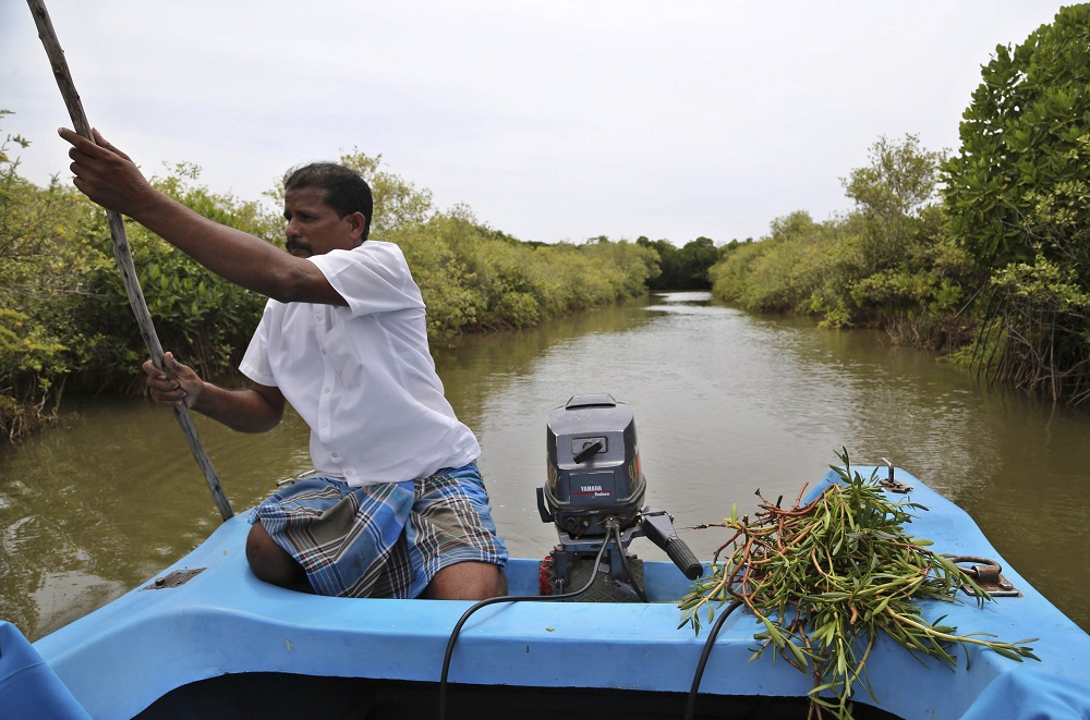 In this June 16, 2015 photo, Indian villager Bhaskar navigates the waterways through the restored Picharavam Mangrove Forest where several species of wild halophytes have taken root alongside the salt-tolerant mangrove trees near Chidambaram, India. On a sun-scorched wasteland near India's southern tip, an unlikely garden filled with spiky shrubs and spindly greens is growing, seemingly against all odds. The plants are living on saltwater, coping with drought and possibly offering viable farming alternatives for a future in which rising seas have inundated countless coastal farmlands. (AP Photo/Aijaz Rahi)