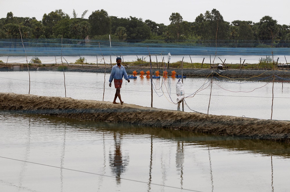 In this June 17, 2015 photo, an Indian shrimp farmer surveys the ponds he built after turning to aquaculture when saltwater from a neighboring canal ruined his fields near village Tetakudi, India. On a sun-scorched wasteland near India's southern tip, an unlikely garden filled with spiky shrubs and spindly greens is growing, seemingly against all odds. The plants are living on saltwater, coping with drought and possibly offering viable farming alternatives for a future in which rising seas have inundated countless coastal farmlands. (AP Photo/Aijaz Rahi)