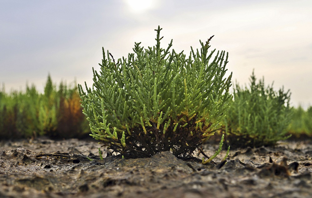 In this June 16, 2015 photo, a wild-growing Salicornia brachiata, a halophyte known to locals as chicken feet, thrives on fields tainted by saltwater from a neighboring shrimp farm near Velankanni, India. On a sun-scorched wasteland near India's southern tip, an unlikely garden filled with spiky shrubs and spindly greens is growing, seemingly against all odds. The plants are living on saltwater, coping with drought and possibly offering viable farming alternatives for a future in which rising seas have inundated countless coastal farmlands. (AP Photo/Aijaz Rahi)
