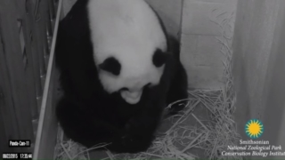Panda Mei Xiang gives birth to cub at National Zoo in DC