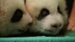 Atlanta panda twins