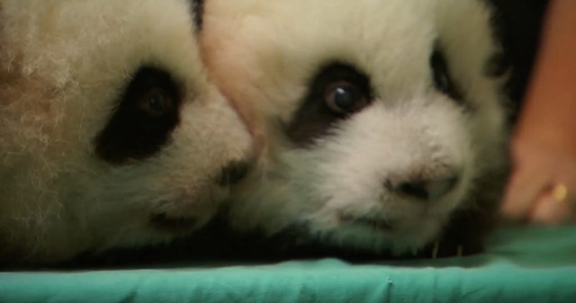 Atlanta panda twins