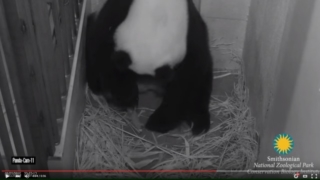 Mei Xiang Giving Birth to Second Cub Aug. 22 at 10 07 p.m. YouTube