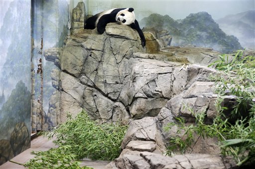 Giant Panda Mei Xiang, sleeps in the indoor habitat at the Smithsonian's National Zoo. Wednesday, Aug. 12, 2015 just a few weeks before she gave birth to two twin pandas.  (AP Photo/Jacquelyn Martin)