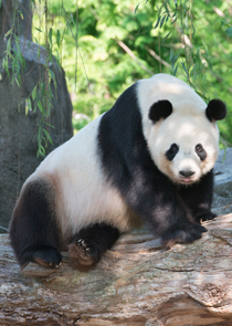 He's the father! Tian Tian at the national zoo. (Smithsonian photo)