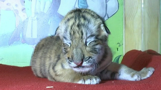 Siberian tiger gives birth to four cubs in NE China park