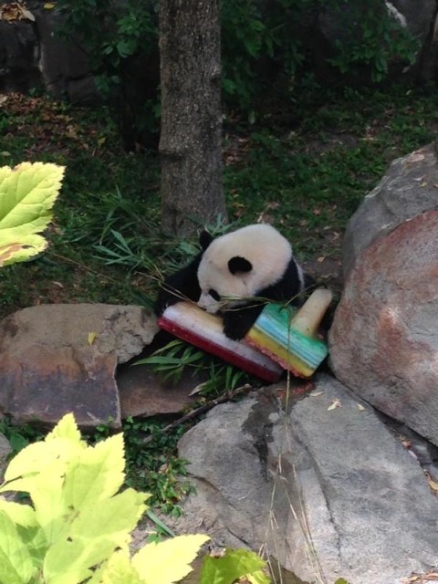 Bao Bao celebrated her 2nd  birthday at the National Zoo, just one day after her new twin siblings were born.