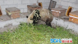 Wild panda caught stealing honey at bee farm
